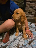 Pepper, a female Golden Retriever for sale in Fort Ripley, MN – 4 of 8