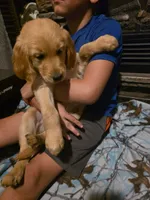 Sprite, a female Golden Retriever for sale in Fort Ripley, MN – 6 of 6