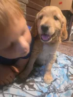 Pickles, a male Golden Retriever for sale in Fort Ripley, MN – 4 of 8
