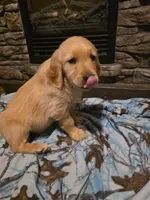 Tator Tot, a male Golden Retriever for sale in Fort Ripley, MN – 5 of 6