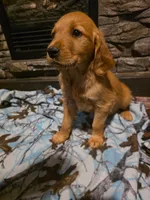Cola, a female Golden Retriever for sale in Fort Ripley, MN – 4 of 7