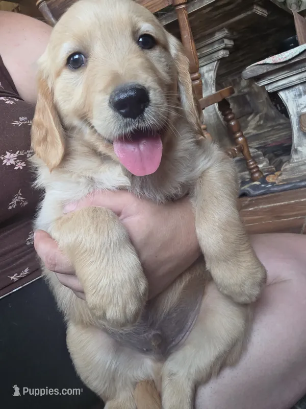 Barley – Golden Retriever puppy for sale in Fort Ripley, MN