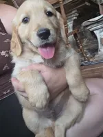 Barley, a male Golden Retriever for sale in Fort Ripley, MN – 1 of 9