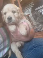 Amber, a female Golden Retriever for sale in Fort Ripley, MN – 7 of 9