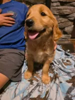 Patty, a female Golden Retriever for sale in Fort Ripley, MN – 8 of 10