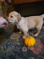 Wren, a female Golden Retriever for sale in Fort Ripley, MN – 9 of 10