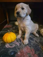 Wren, a female Golden Retriever for sale in Fort Ripley, MN – 3 of 10