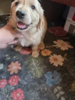 Barley, a male Golden Retriever for sale in Fort Ripley, MN – 5 of 9