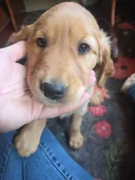 Autumn, a female Golden Retriever for sale in Fort Ripley, MN – 5 of 9