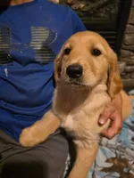 Sprite, a female Golden Retriever for sale in Fort Ripley, MN – 3 of 6