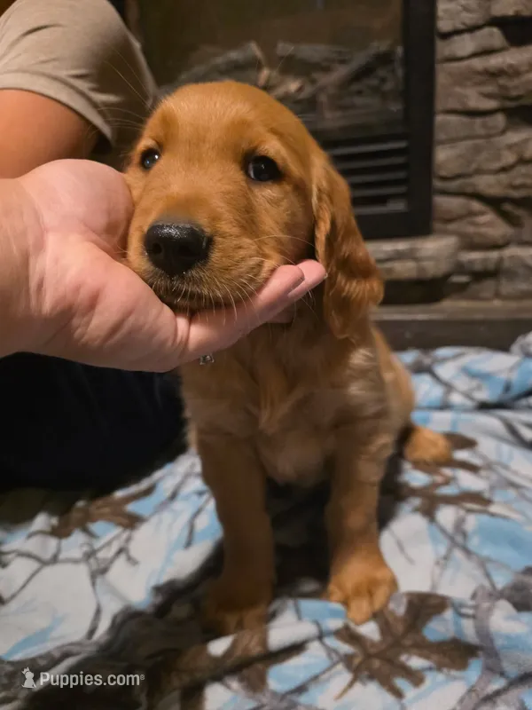 McDonald – Golden Retriever puppy on hold in Fort Ripley, MN
