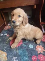 Scarlette, a female Golden Retriever for sale in Fort Ripley, MN – 2 of 9