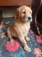 Scarlette, a female Golden Retriever for sale in Fort Ripley, MN – 6 of 9