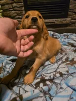 Pepper, a female Golden Retriever for sale in Fort Ripley, MN – 8 of 8