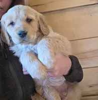 Daisey, a female Golden Retriever for sale in Fort Ripley, MN – Photo 6 of 8
