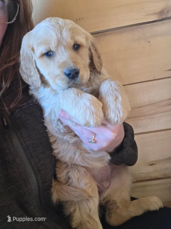 Daisey – Golden Retriever puppy on hold in Fort Ripley, MN