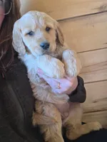 Daisey, a female Golden Retriever for sale in Fort Ripley, MN – Photo 1 of 8