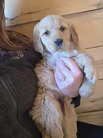 Daisey, a female Golden Retriever for sale in Fort Ripley, MN – Photo 7 of 8