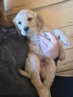 Daisey, a female Golden Retriever for sale in Fort Ripley, MN – Photo 4 of 8