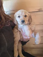 Daisey, a female Golden Retriever for sale in Fort Ripley, MN – Photo 2 of 8