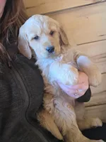 Daisey, a female Golden Retriever for sale in Fort Ripley, MN – Photo 8 of 8