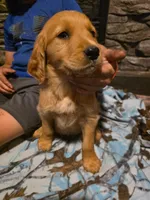 Pepper, a female Golden Retriever for sale in Fort Ripley, MN – 6 of 8