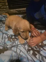 Pickles, a male Golden Retriever for sale in Fort Ripley, MN – 5 of 8