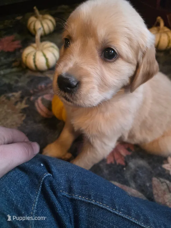 Amber – Golden Retriever puppy for sale in Fort Ripley, MN