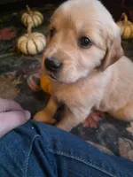 Amber, a female Golden Retriever for sale in Fort Ripley, MN – 1 of 9