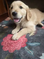 Barley, a male Golden Retriever for sale in Fort Ripley, MN – 3 of 9