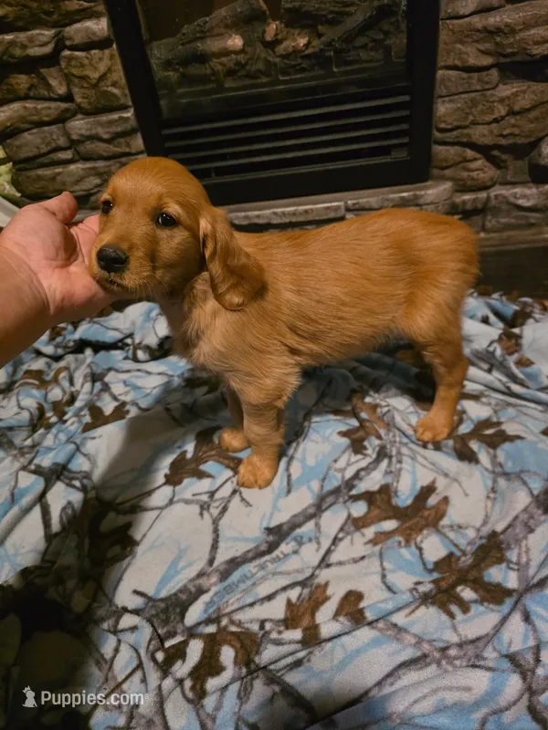 Cola – Golden Retriever puppy for sale in Fort Ripley, MN