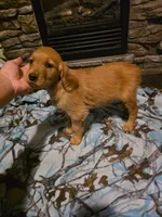 Cola, a female Golden Retriever for sale in Fort Ripley, MN – 2 of 7