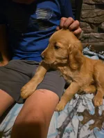 Cola, a female Golden Retriever for sale in Fort Ripley, MN – 3 of 7