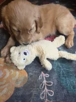 Autumn, a female Golden Retriever for sale in Fort Ripley, MN – 3 of 9