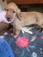 Pumpkin, a female Golden Retriever for sale in Fort Ripley, MN – 7 of 8