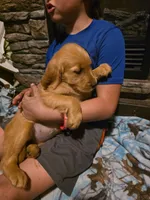 Pepper, a female Golden Retriever for sale in Fort Ripley, MN – 1 of 8