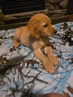 Nugget, a male Golden Retriever for sale in Fort Ripley, MN – 5 of 6