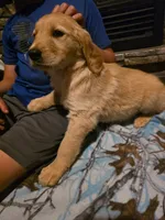 Sprite, a female Golden Retriever for sale in Fort Ripley, MN – 4 of 6