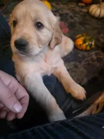 Wren, a female Golden Retriever for sale in Fort Ripley, MN – 2 of 10