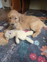 Autumn, a female Golden Retriever for sale in Fort Ripley, MN – 2 of 9