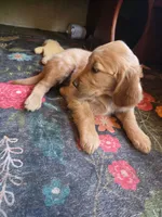 Hazel, a female Golden Retriever for sale in Fort Ripley, MN – 5 of 7