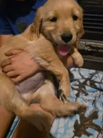 Tator Tot, a male Golden Retriever for sale in Fort Ripley, MN – 2 of 6