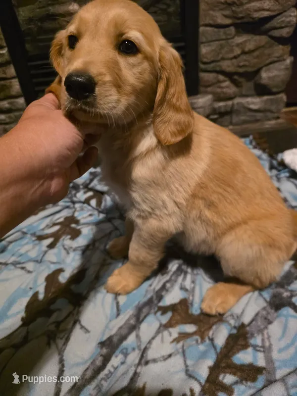 Sprite – Golden Retriever puppy for sale in Fort Ripley, MN