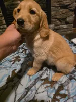 Sprite, a female Golden Retriever for sale in Fort Ripley, MN – 1 of 6