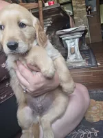 Barley, a male Golden Retriever for sale in Fort Ripley, MN – 9 of 9