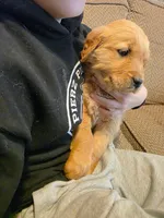 Faith, a female Golden Retriever for sale in Fort Ripley, MN – Photo 2 of 6