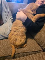 Faith, a female Golden Retriever for sale in Fort Ripley, MN – Photo 5 of 6