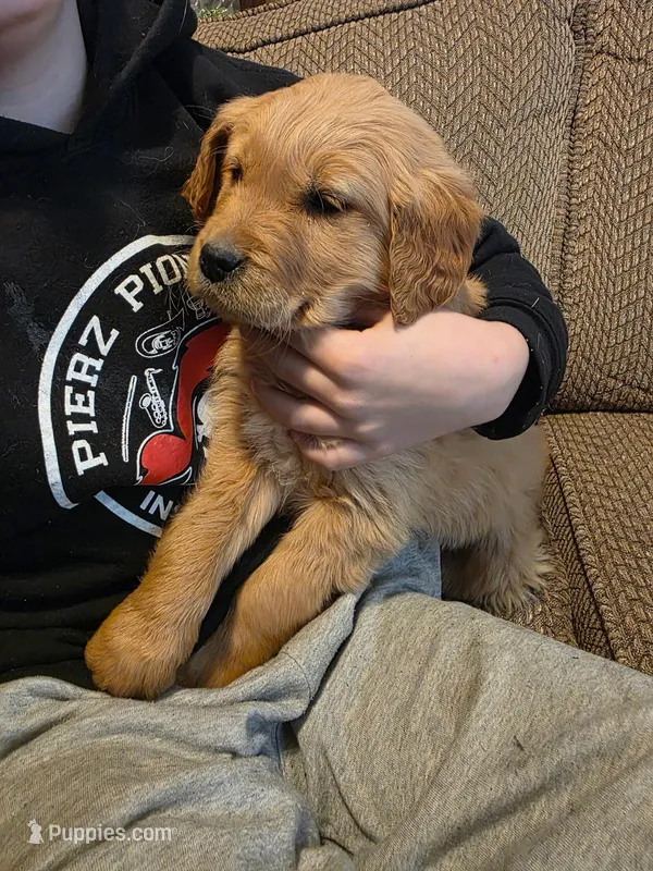 Faith – Golden Retriever puppy on hold in Fort Ripley, MN