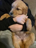 Faith, a female Golden Retriever for sale in Fort Ripley, MN – Photo 6 of 6