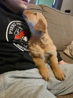 Faith, a female Golden Retriever for sale in Fort Ripley, MN – Photo 4 of 6